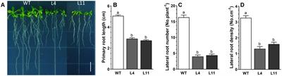 A Medicago truncatula HD-ZIP gene MtHB2 is involved in modulation of root development by regulating auxin response